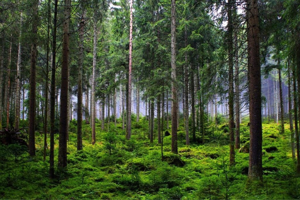 floresta remota e isolada, propícia para desaparecimentos