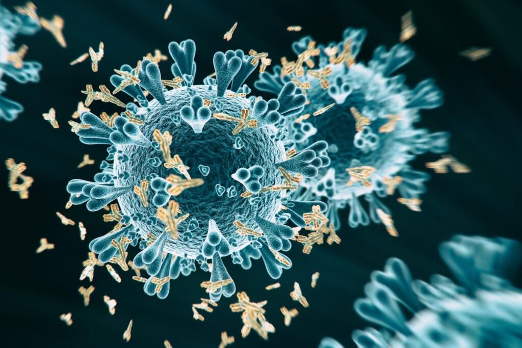 os anticorpos Y, respondendo a uma infecção