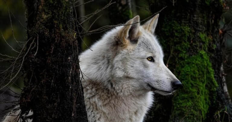 lobo terrível em seu habitat natural