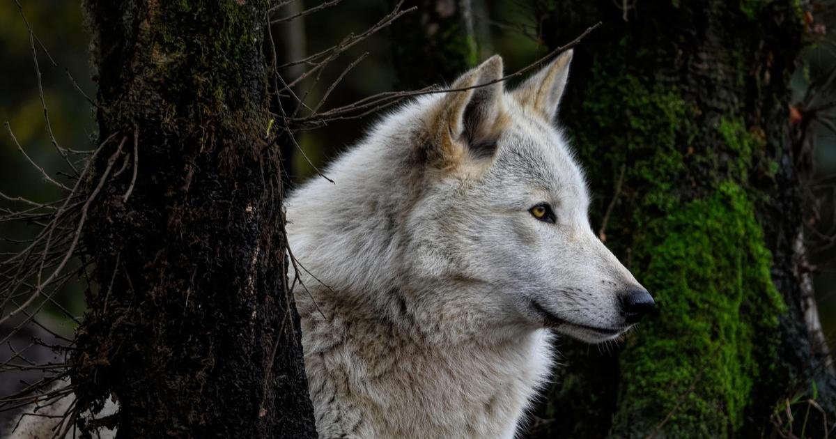 lobo terrível em seu habitat natural
