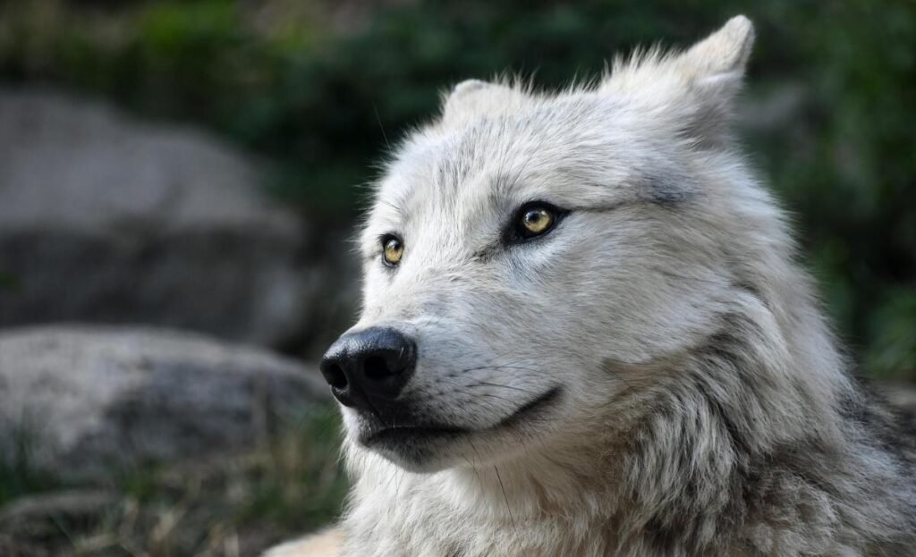lobo terrível, com pelagem branca, na natureza
