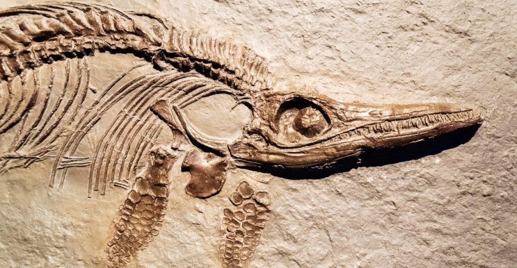 dinossauros do Brasil