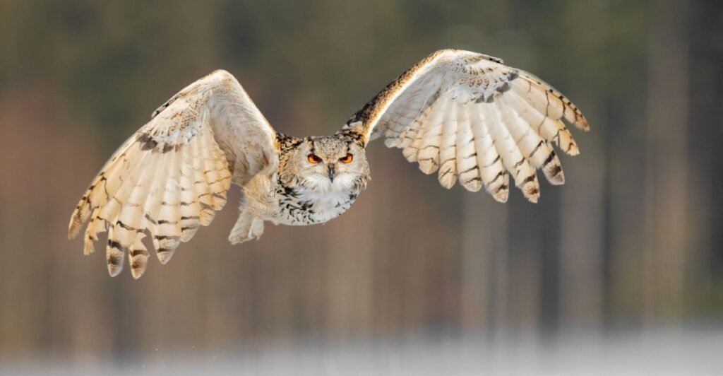 o significado da coruja