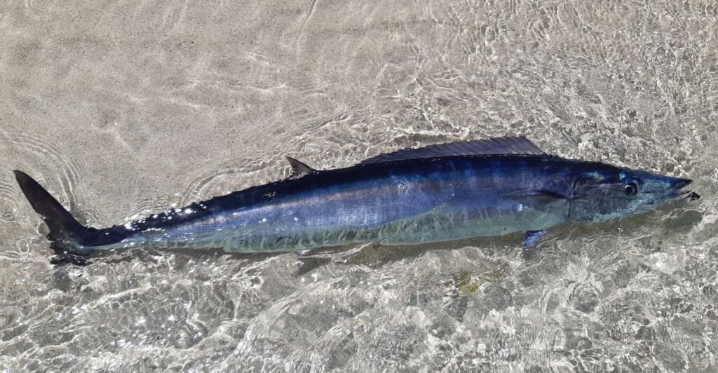 cavala-wahoo no fundo do mar