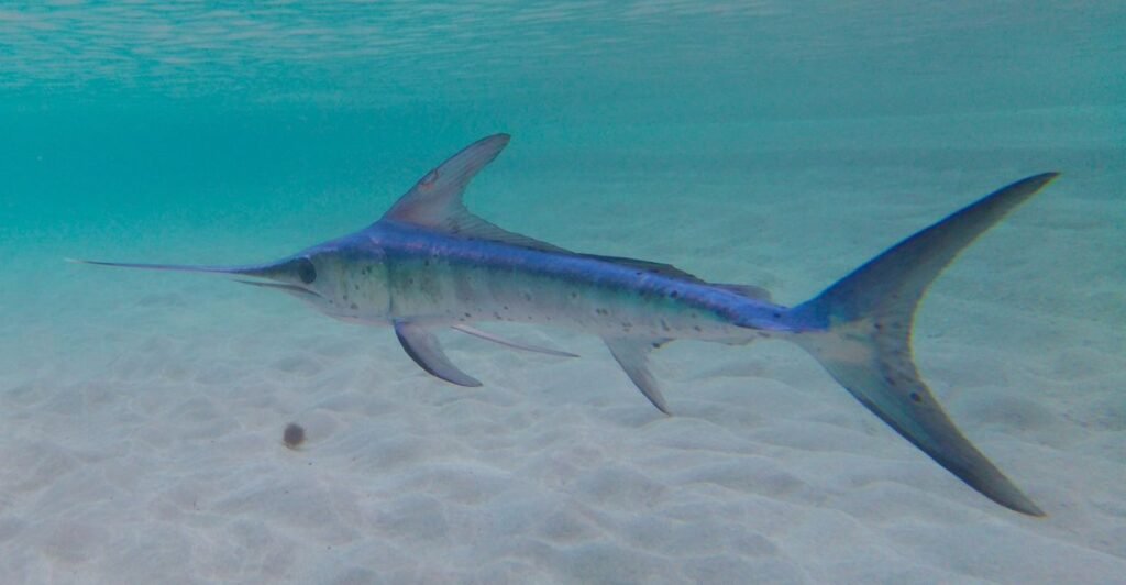espadarte em águas rasas