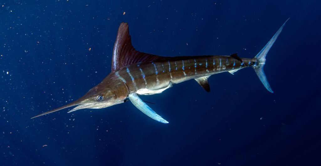 marlin-negro em águas profundas