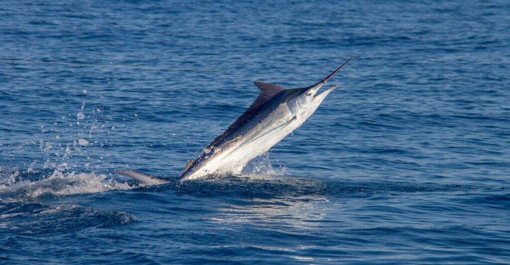 marlin pulando na água