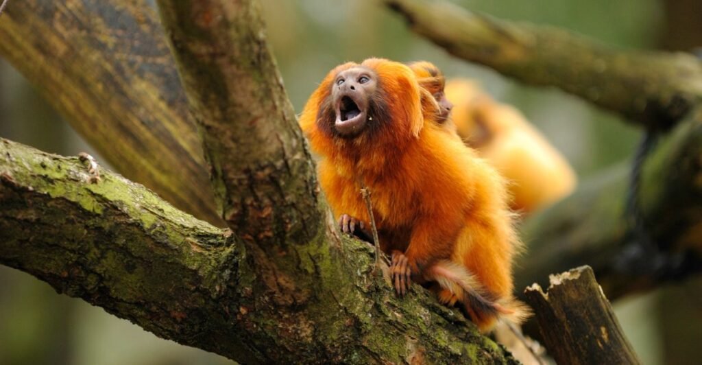 micos-leões-dourados