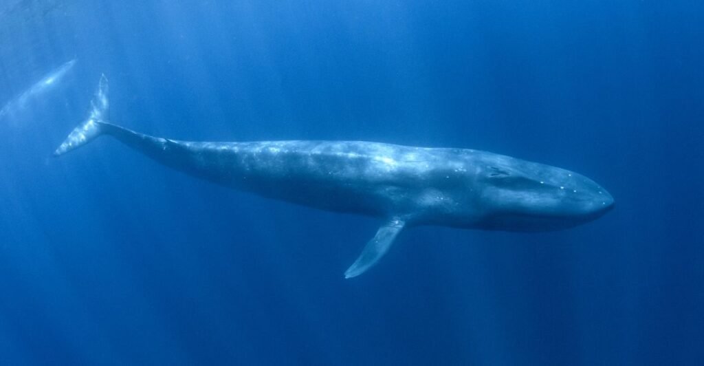6 Espécies de Baleias que Revelam os Segredos do Oceano 2 baleia azul