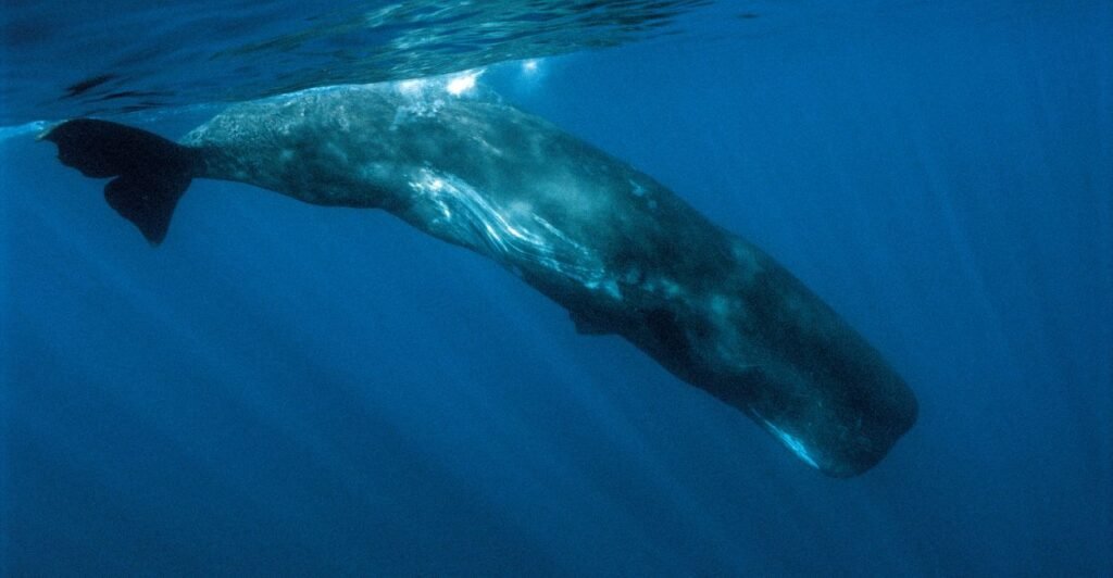 6 Espécies de Baleias que Revelam os Segredos do Oceano 3 baleia cachalote