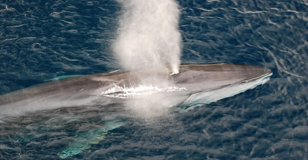 6 Espécies de Baleias que Revelam os Segredos do Oceano 4 baleia-fin