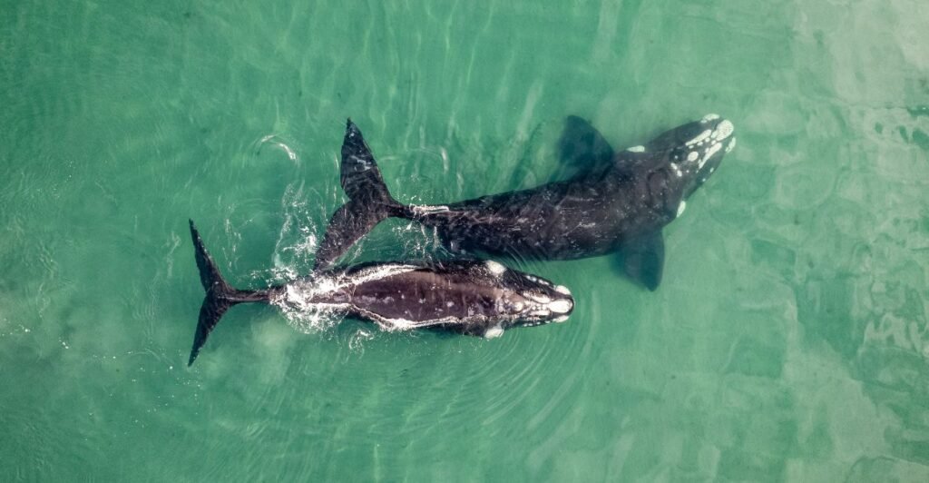 6 Espécies de Baleias que Revelam os Segredos do Oceano 5 baleia-franca