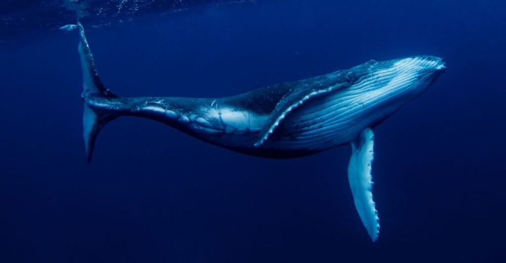 6 Espécies de Baleias que Revelam os Segredos do Oceano 6 baleia-jubarte