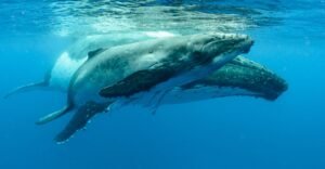 espécies de baleias