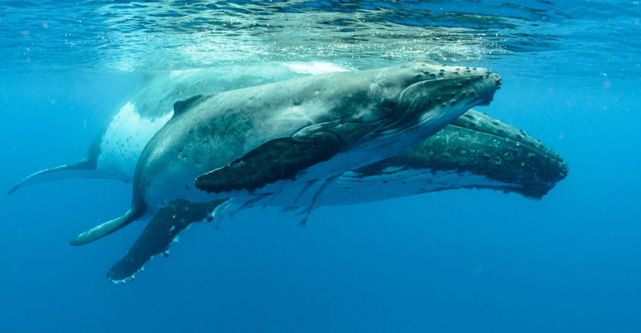 6 Espécies de Baleias que Revelam os Segredos do Oceano 1 espécies de baleias